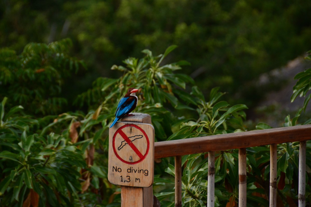 White-throated Kingfisher - ML643133371