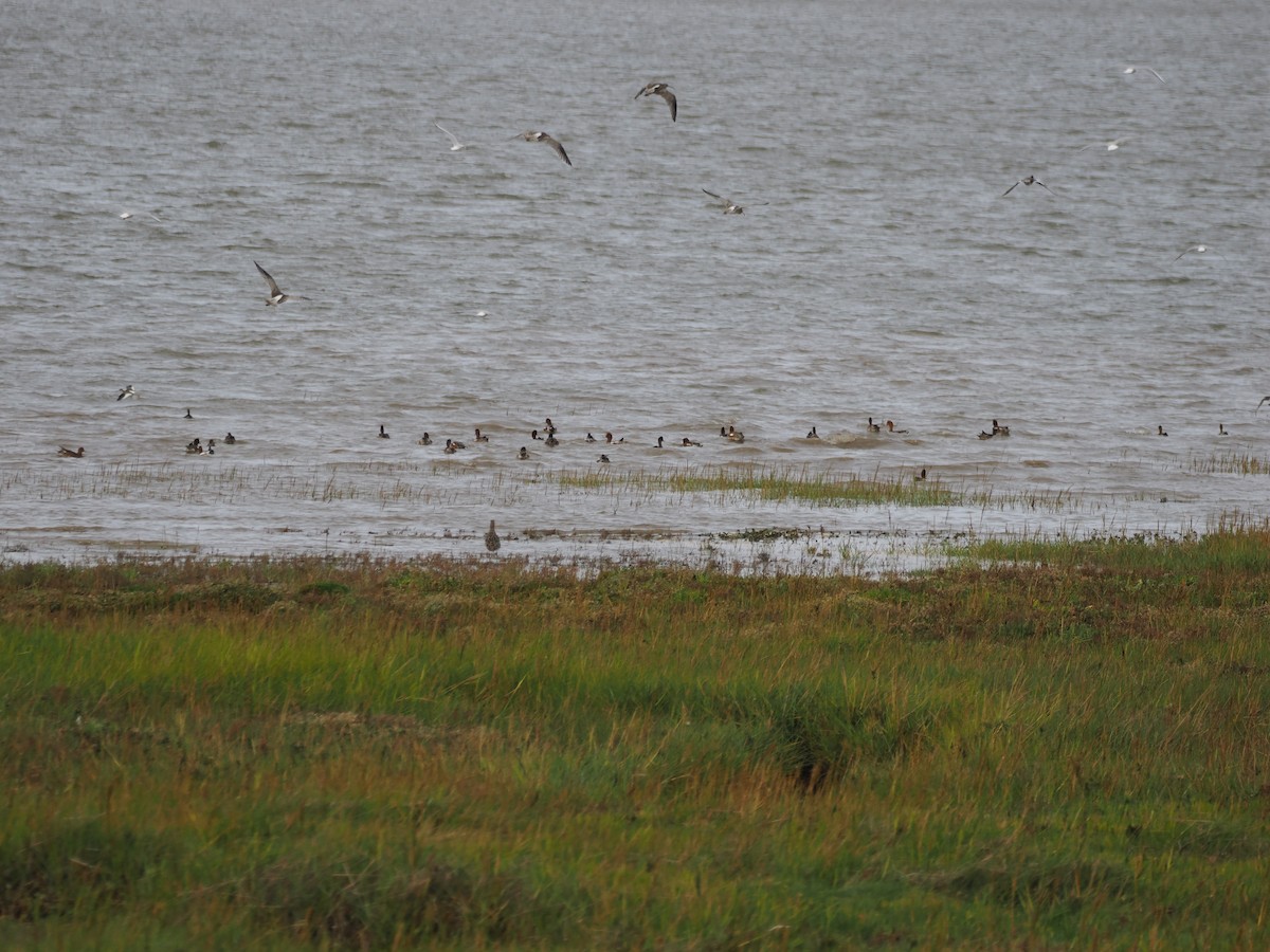 Eurasian Wigeon - ML643133372