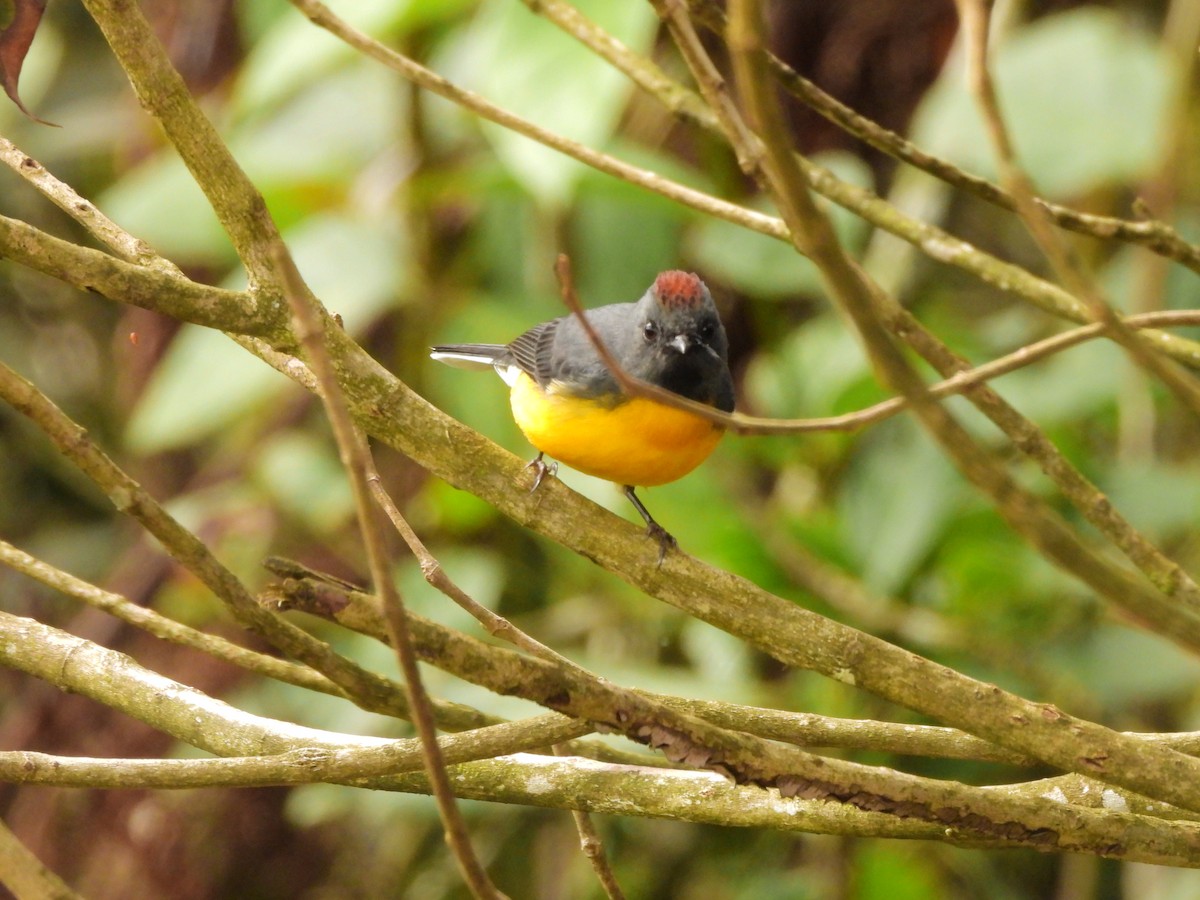 Slate-throated Redstart - ML643133383