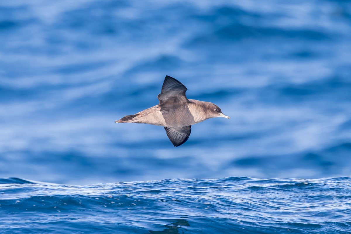 יסעור קצר-זנב - ML643133394