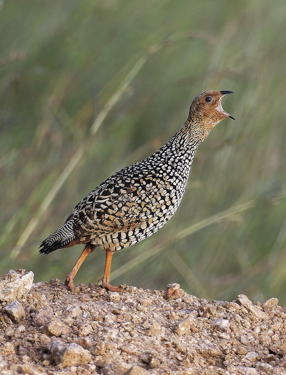 Painted Francolin - ML643133434