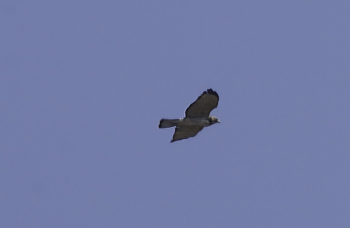Broad-winged Hawk - ML643133441