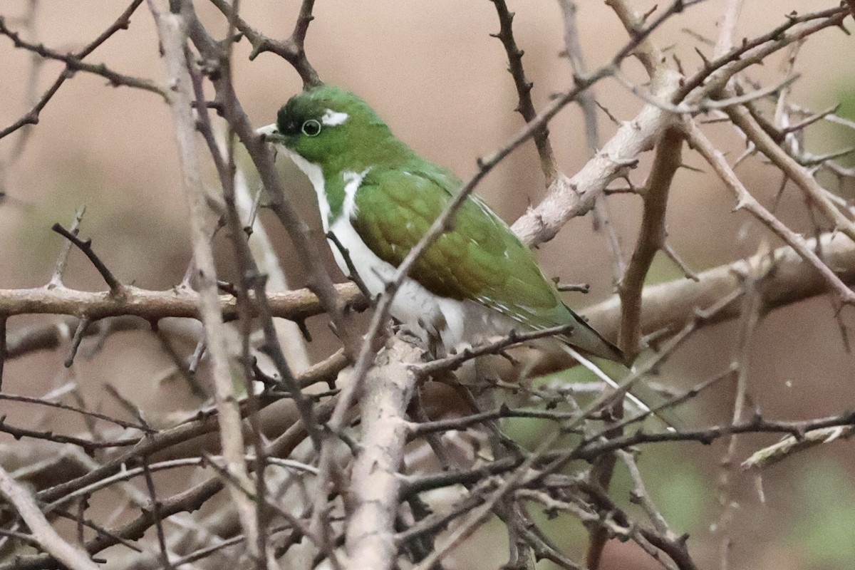 Klaas's Cuckoo - ML643133447