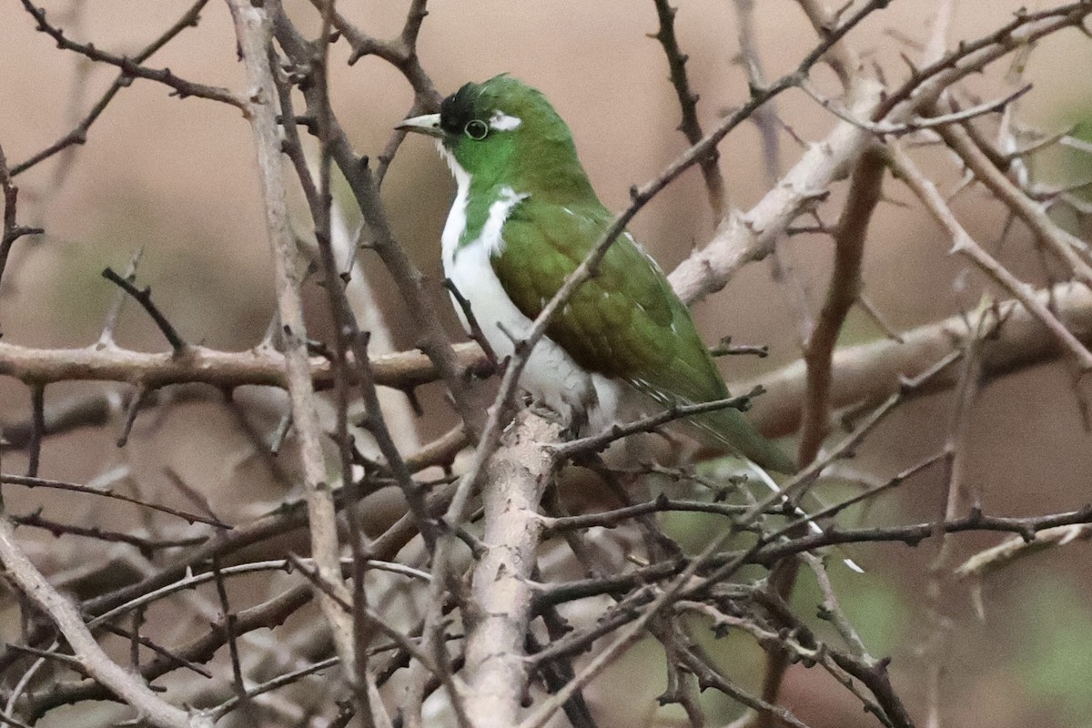 Klaas's Cuckoo - ML643133448