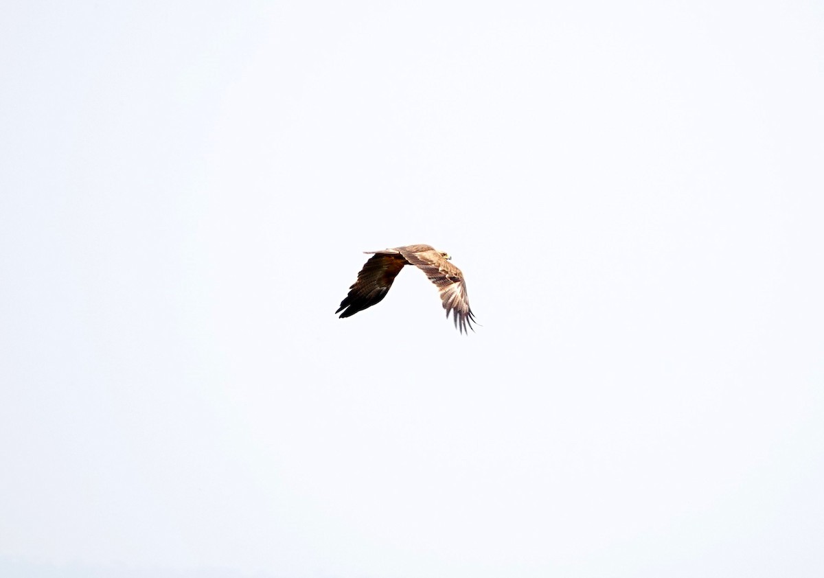 Tawny Eagle - ML643133496