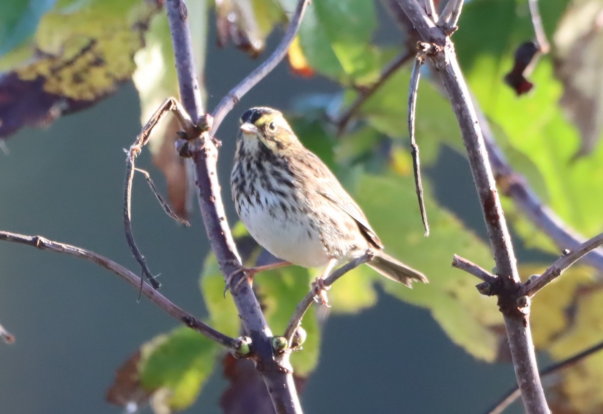 稀樹草鵐 - ML643133534