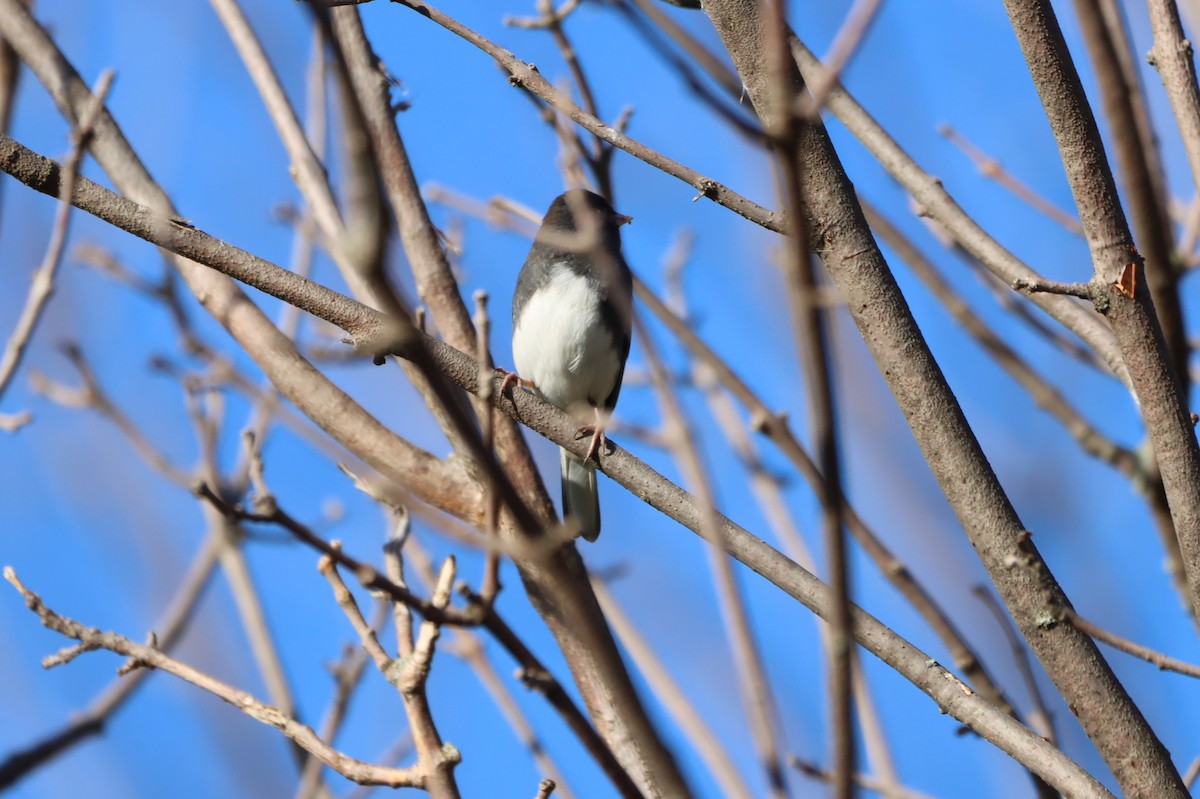 Dark-eyed Junco - ML643133556