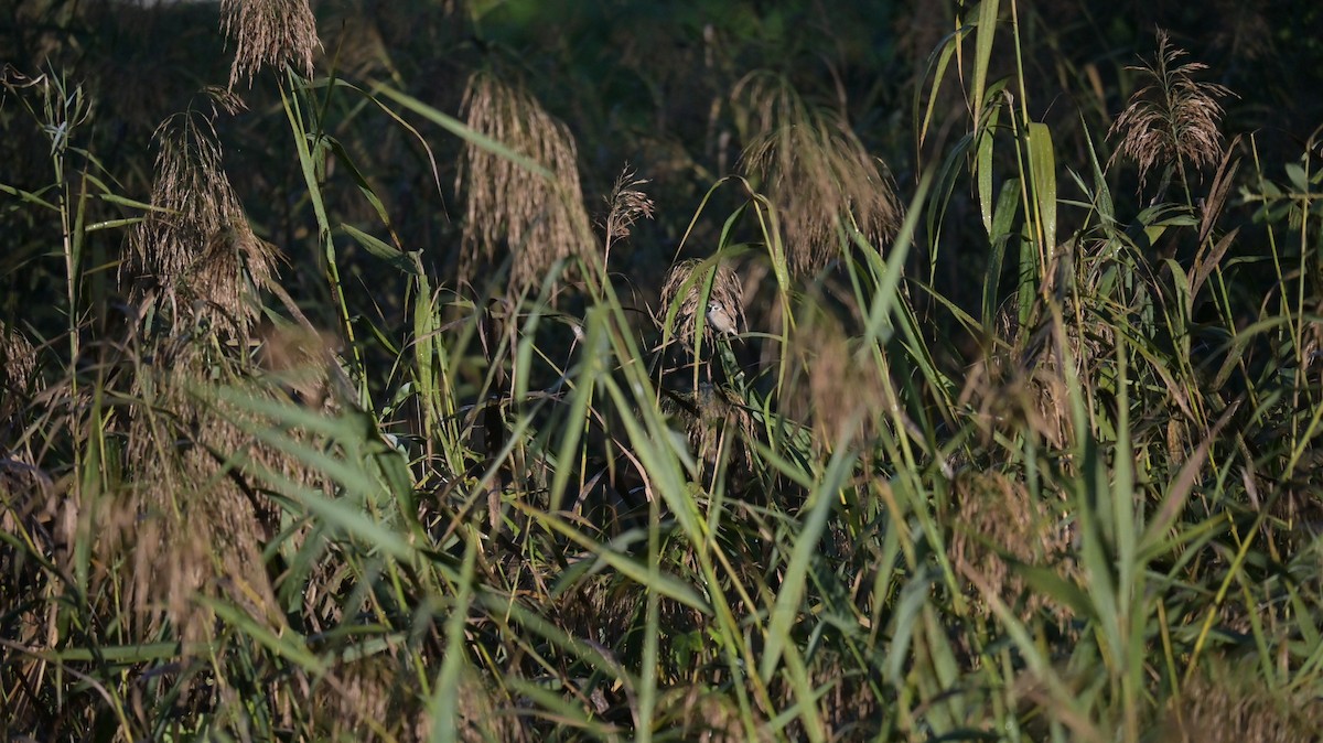 Eurasian Tree Sparrow - ML643133563