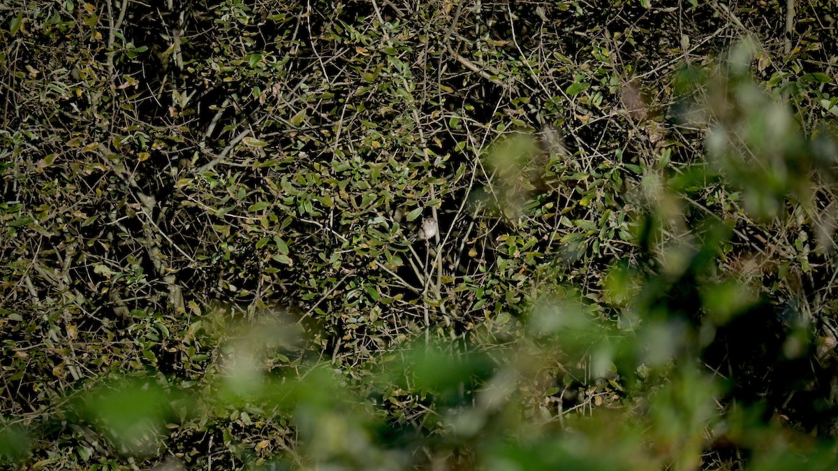 Eurasian Tree Sparrow - ML643133565