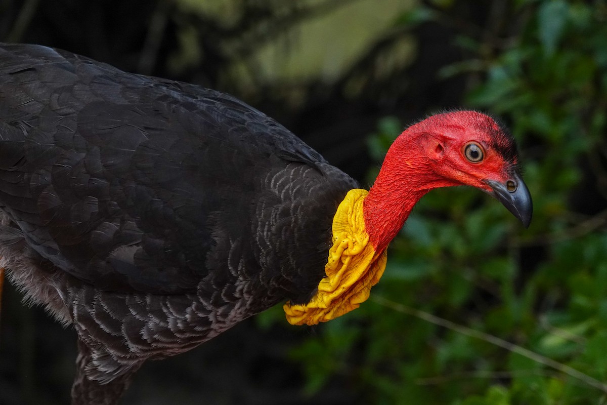 Australian Brushturkey - ML643133568