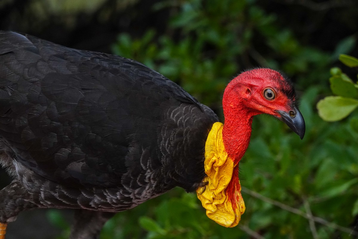 Australian Brushturkey - ML643133569