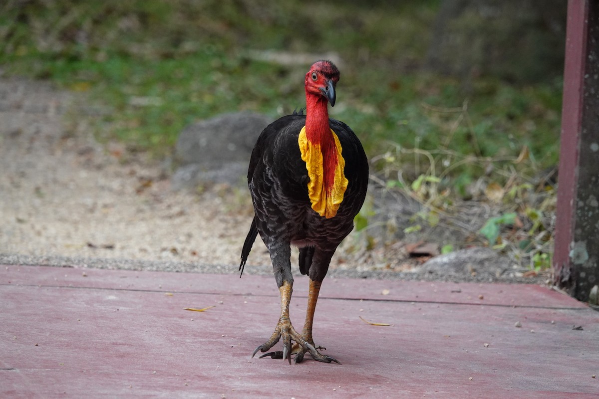 Australian Brushturkey - ML643133570