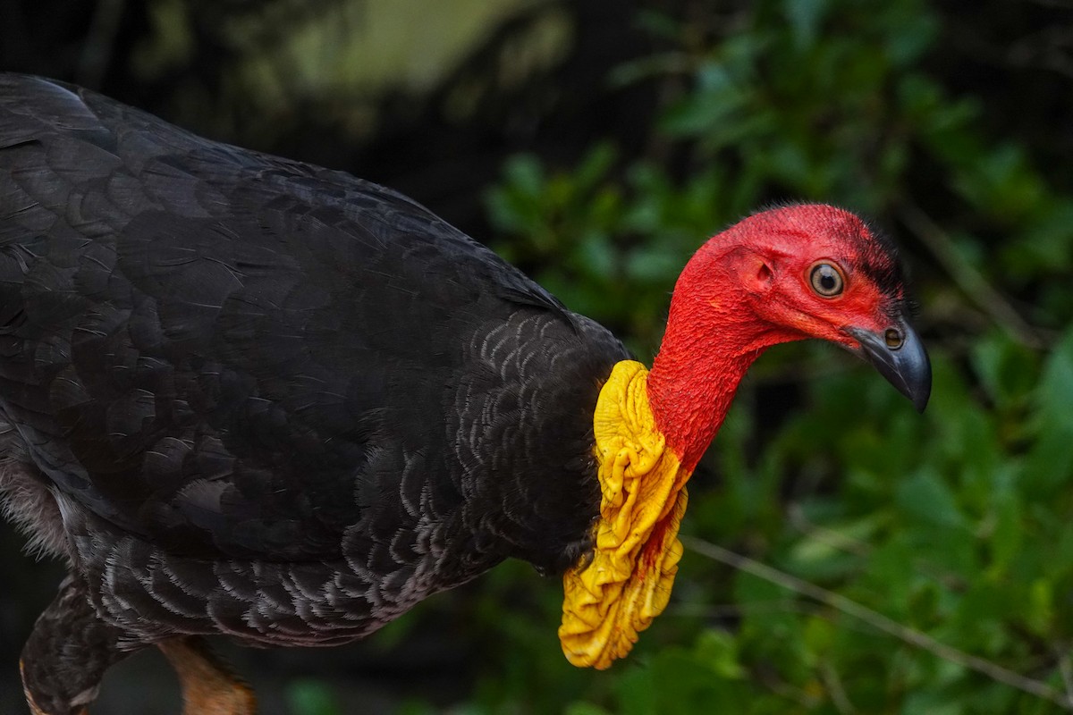 Australian Brushturkey - ML643133571