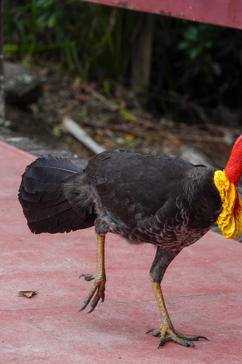 Australian Brushturkey - ML643133572