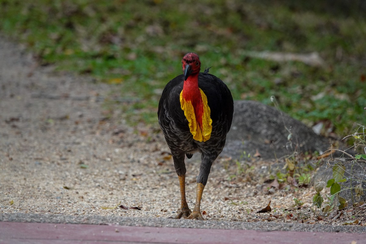 Australian Brushturkey - ML643133575