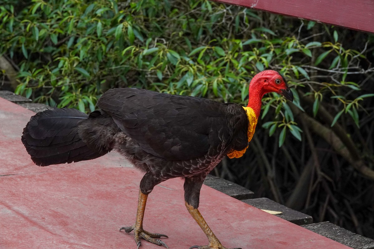 Australian Brushturkey - ML643133576