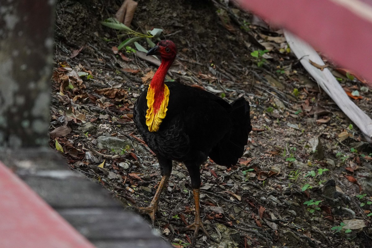 Australian Brushturkey - ML643133577