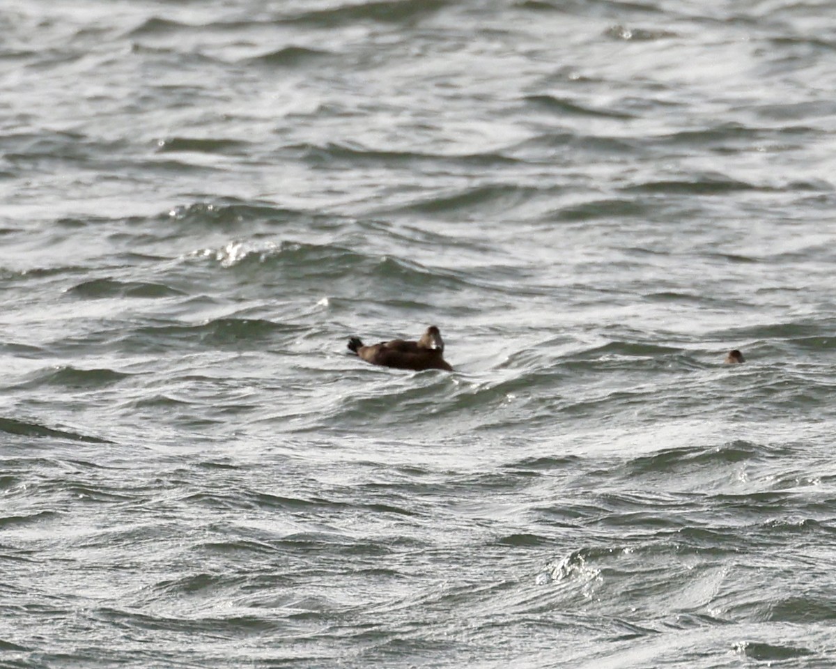 Common Scoter - ML643133578