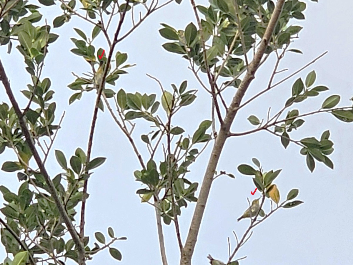 Swinhoe's White-eye - ML643133585