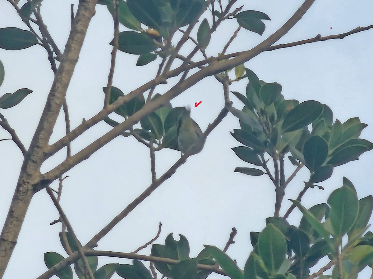 Swinhoe's White-eye - ML643133586
