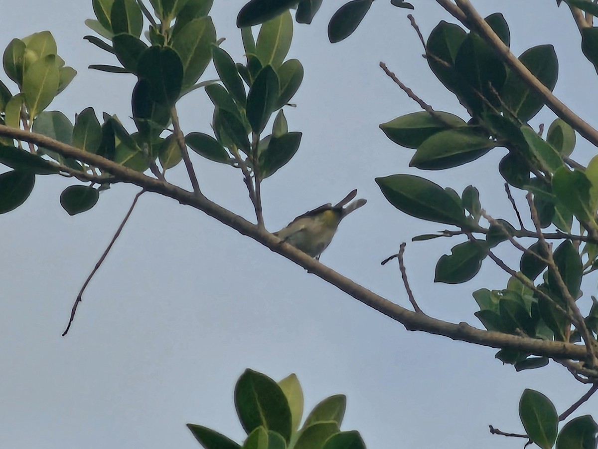 Swinhoe's White-eye - ML643133588
