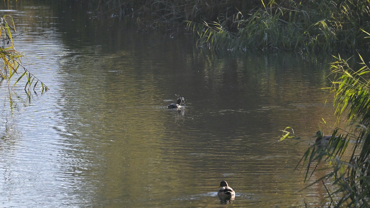 Tufted Duck - ML643133589