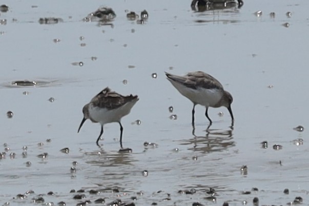 Curlew Sandpiper - ML643133601