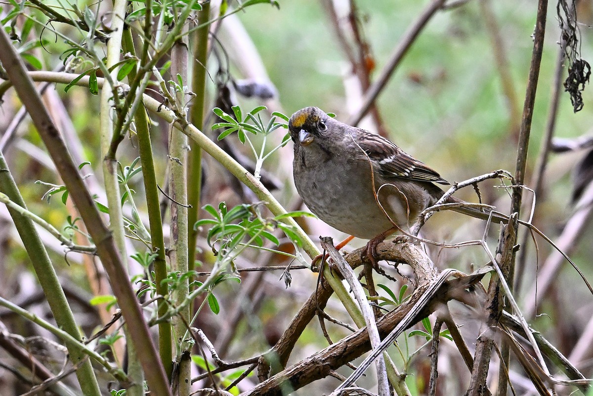 Golden-crowned Sparrow - ML643133606