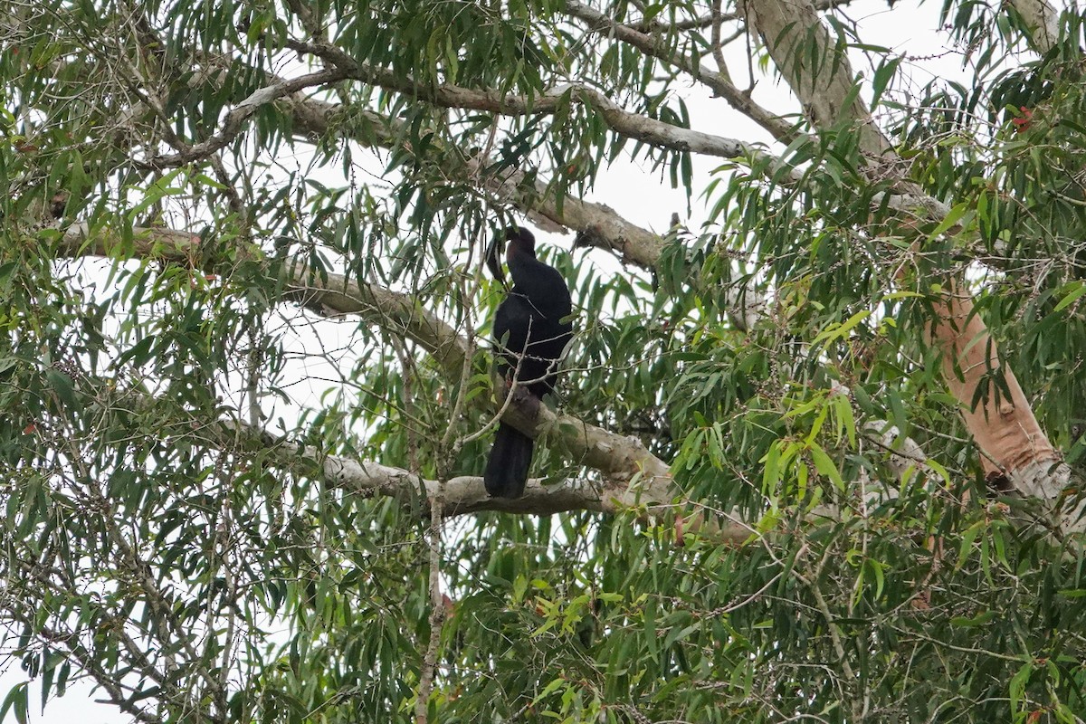 Australasian Darter - ML643133615