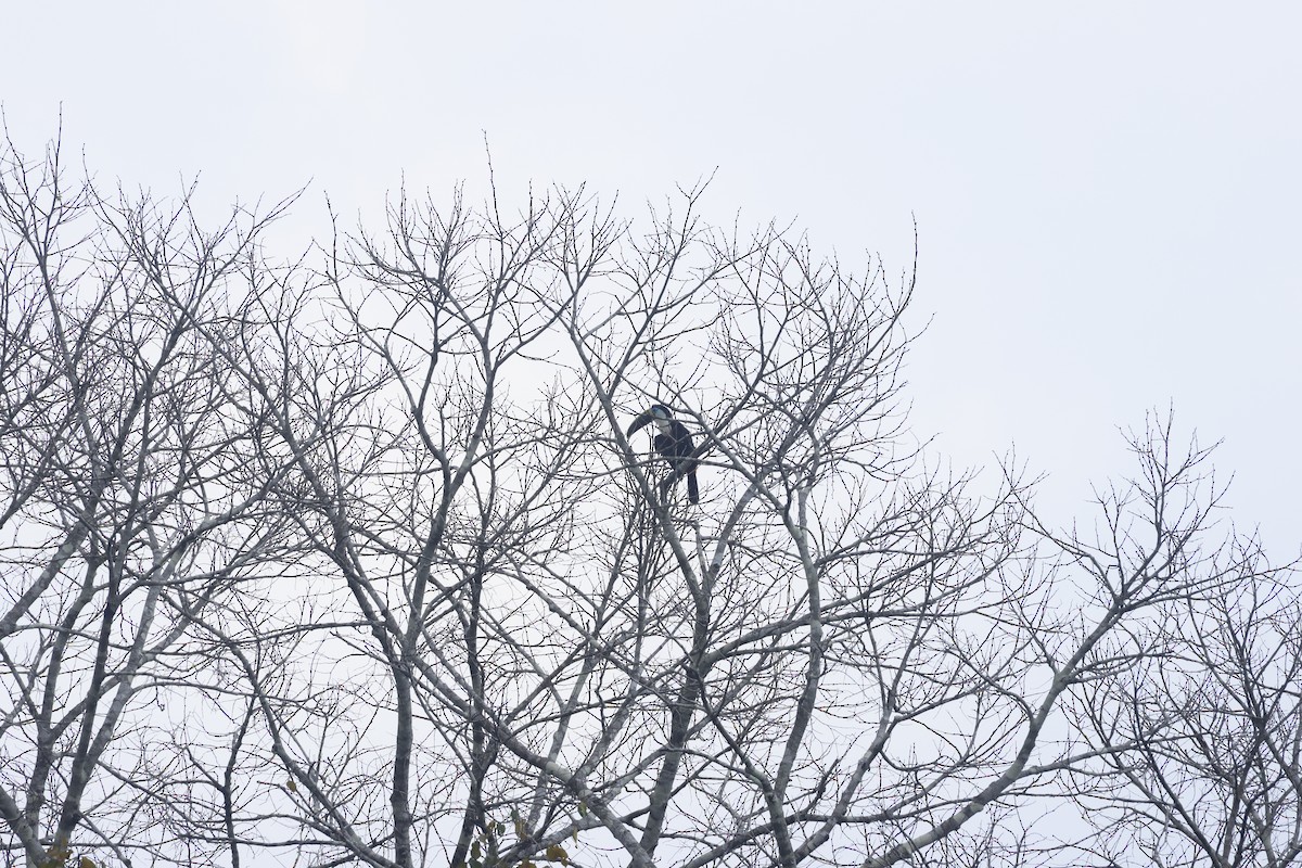 White-throated Toucan - ML643133619