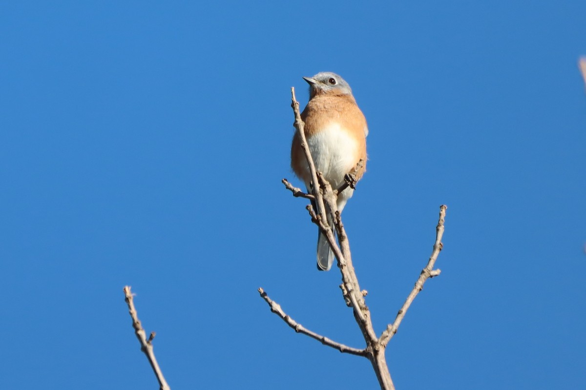 Eastern Bluebird - ML643133620