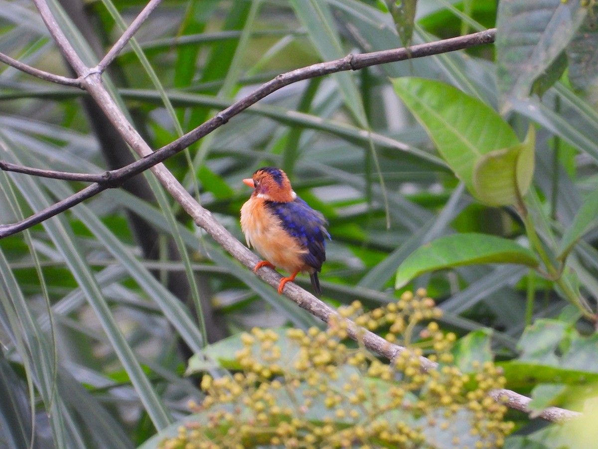 African Pygmy Kingfisher - ML643133631