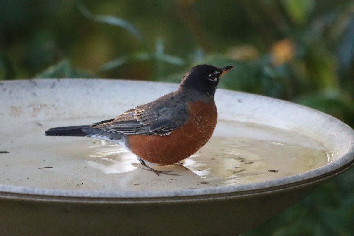 American Robin - ML643133637