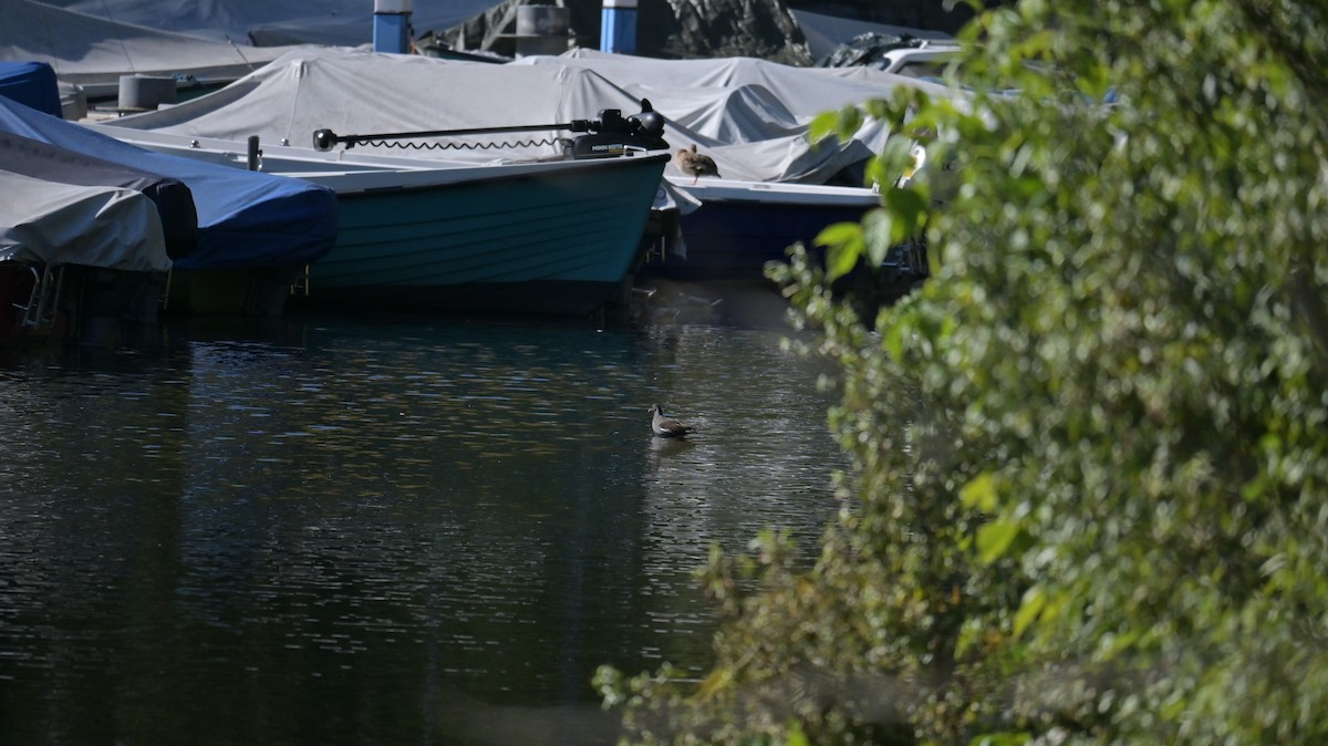 Eurasian Moorhen - ML643133657