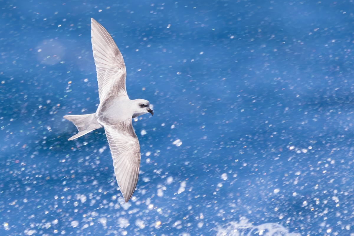 Fork-tailed Storm-Petrel - ML643133661