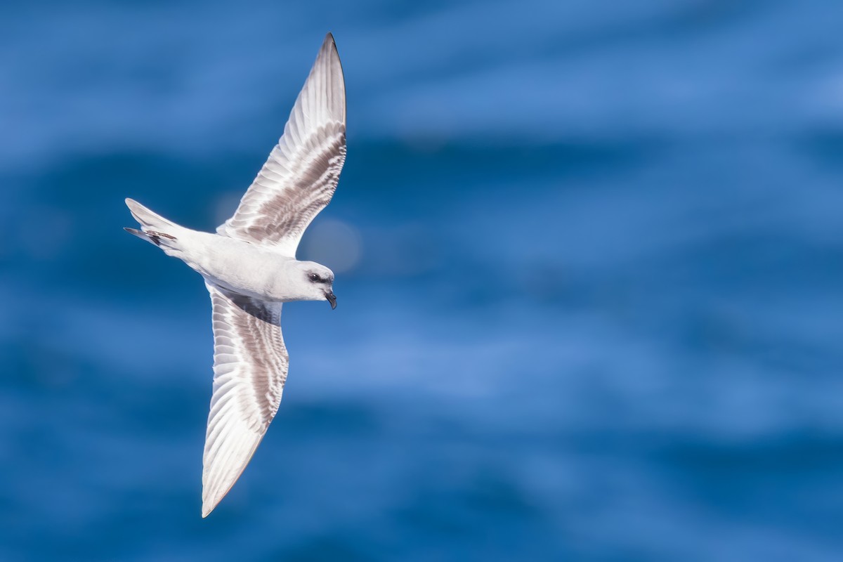 Fork-tailed Storm-Petrel - ML643133664