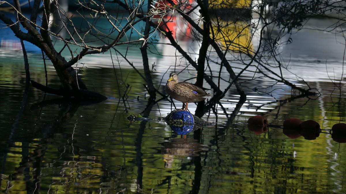 Mallard - ML643133666