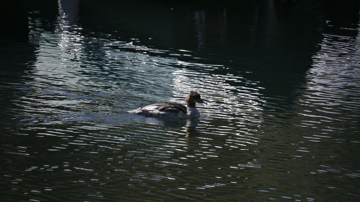 Common Merganser - ML643133674