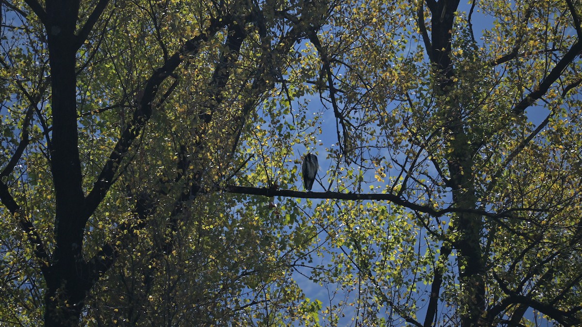 Gray Heron - ML643133698