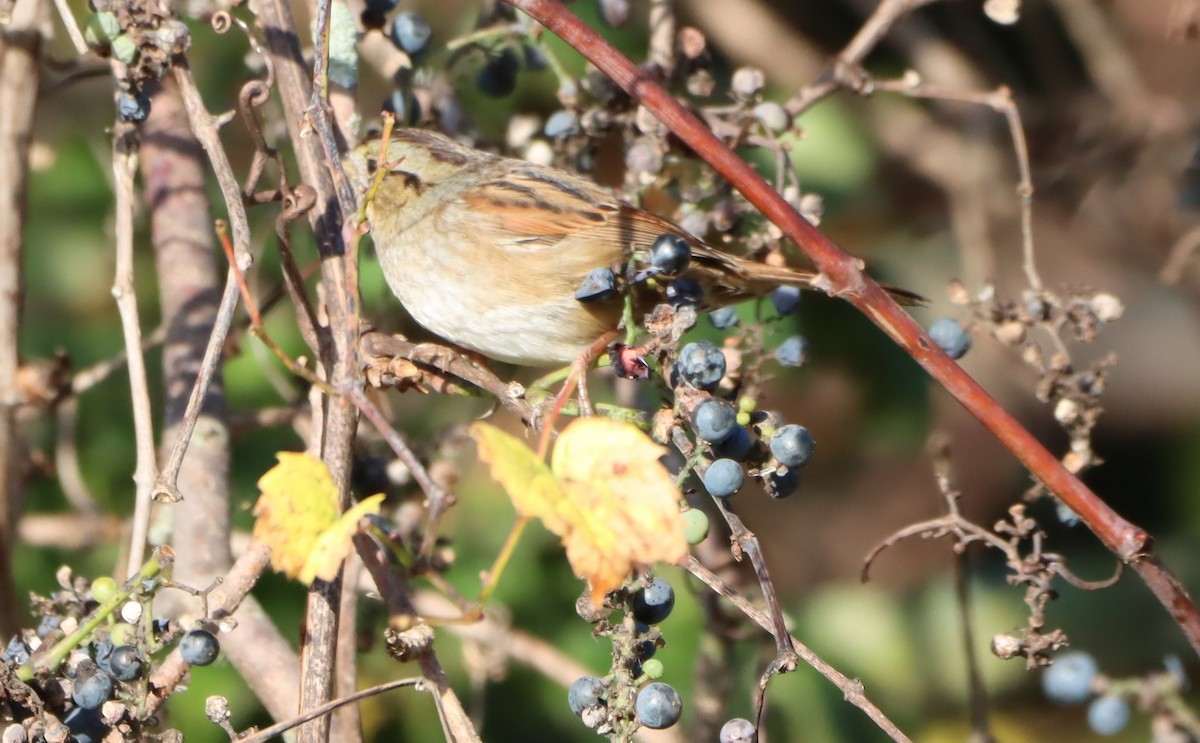 Swamp Sparrow - ML643133709