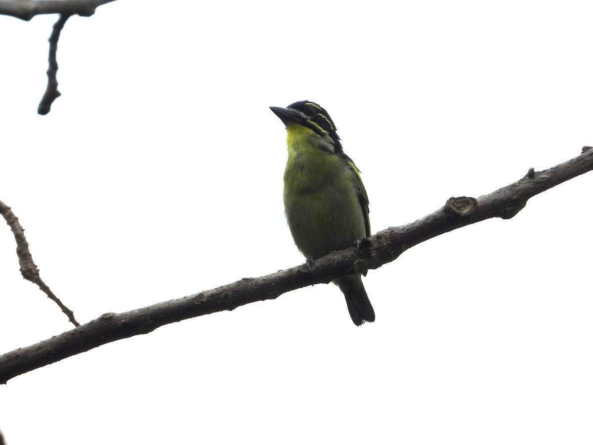 vousáček drobný - ML643133717