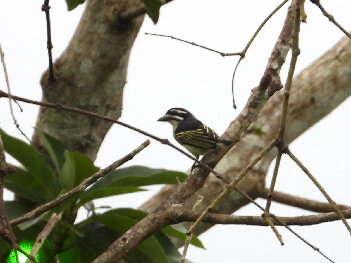 vousáček drobný - ML643133718