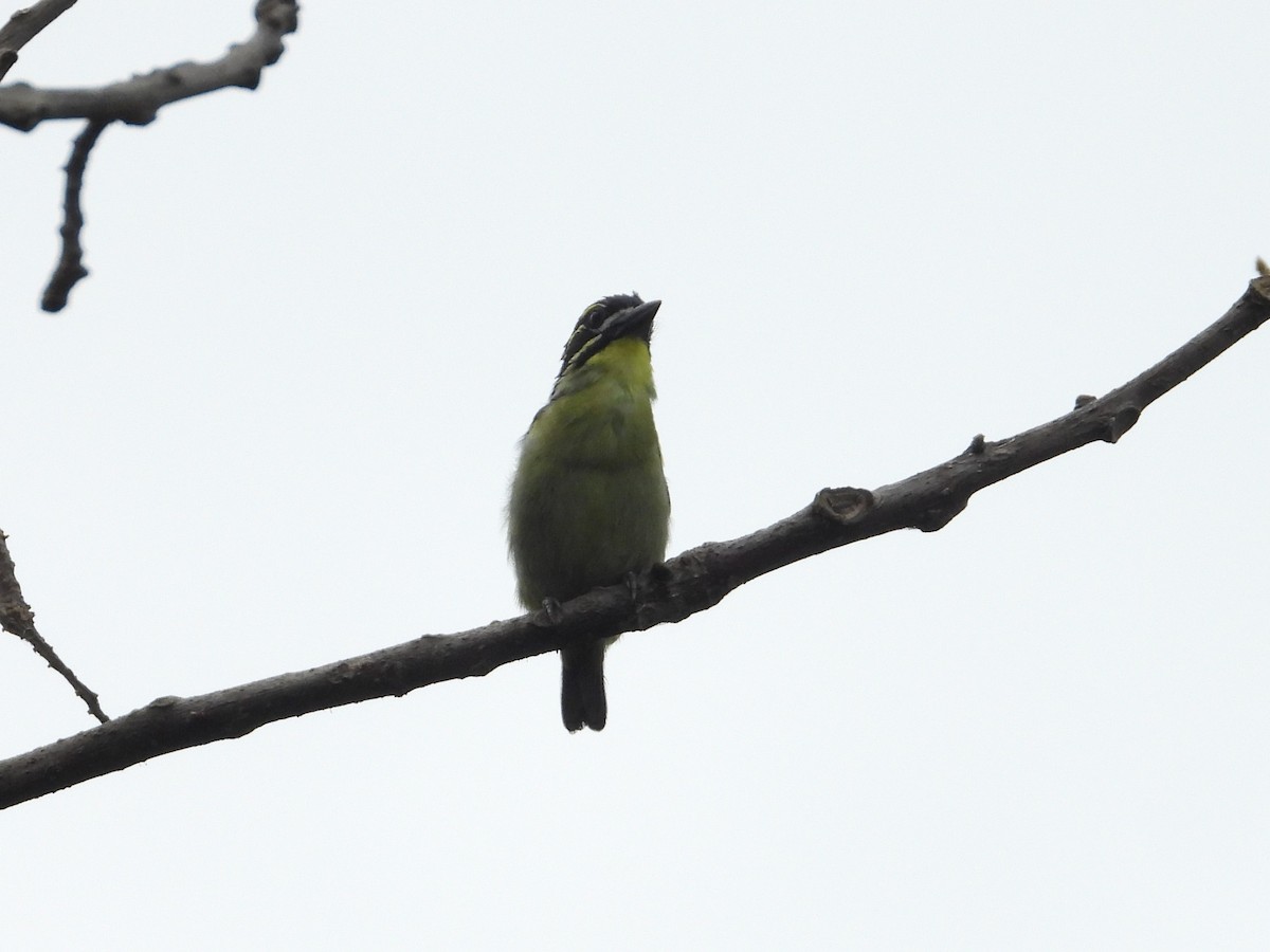 vousáček drobný - ML643133719