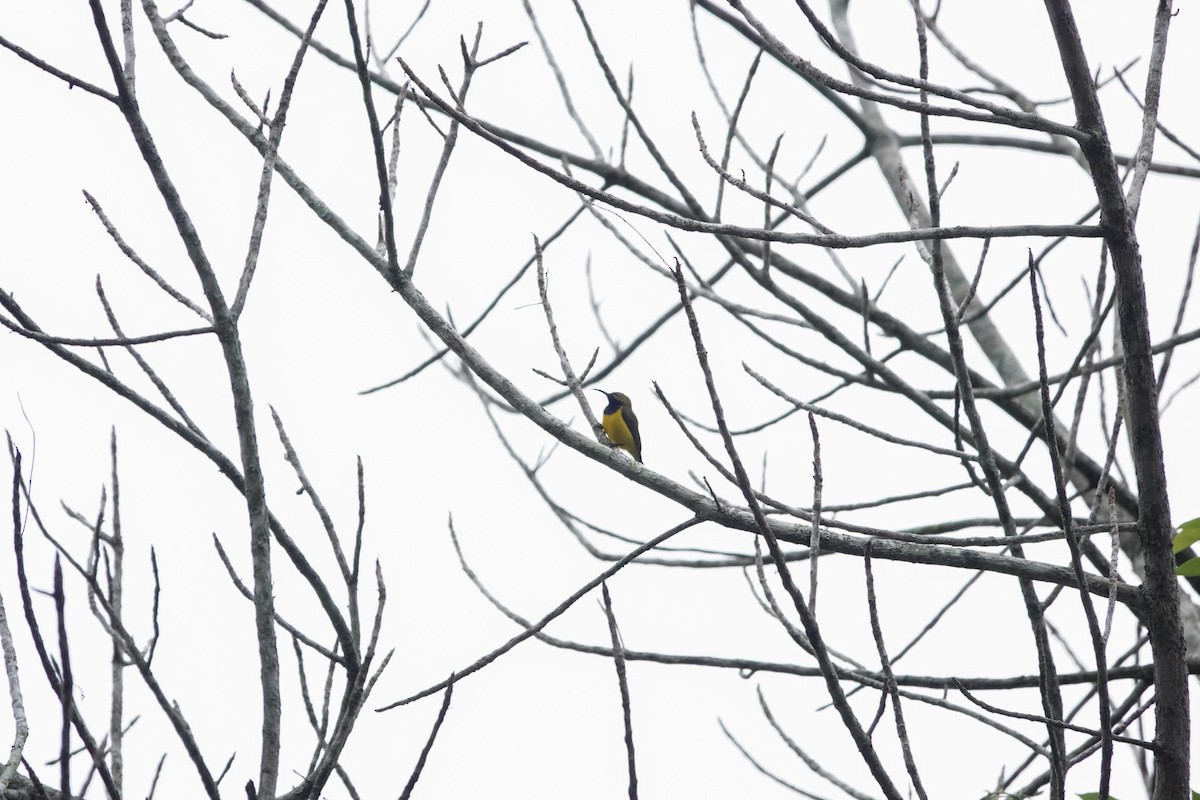 Sahul Sunbird - Guillaume Calcagni