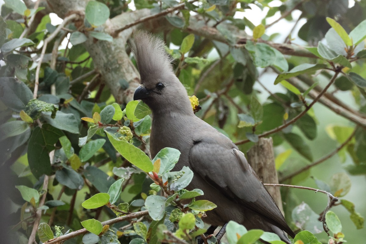 Gray Go-away-bird - ML643133731