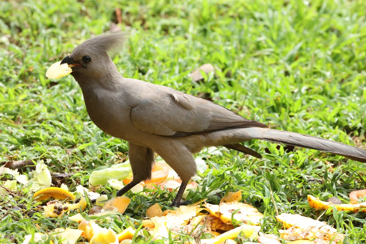 Gray Go-away-bird - ML643133732