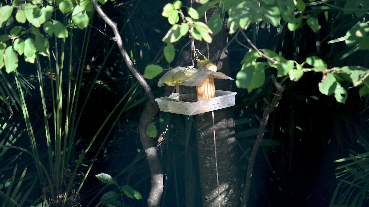 Marsh Tit - ML643133737