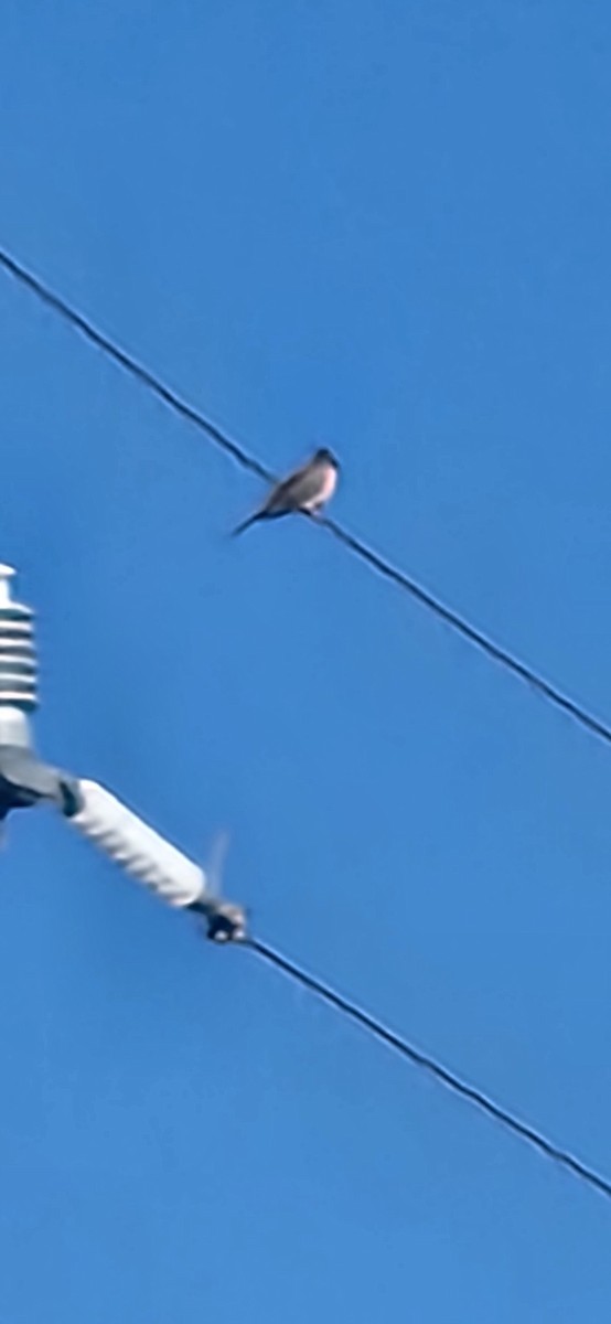 pigeon/dove sp. - ML643133755