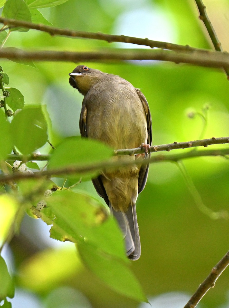 Red-eyed Bulbul - ML643133763
