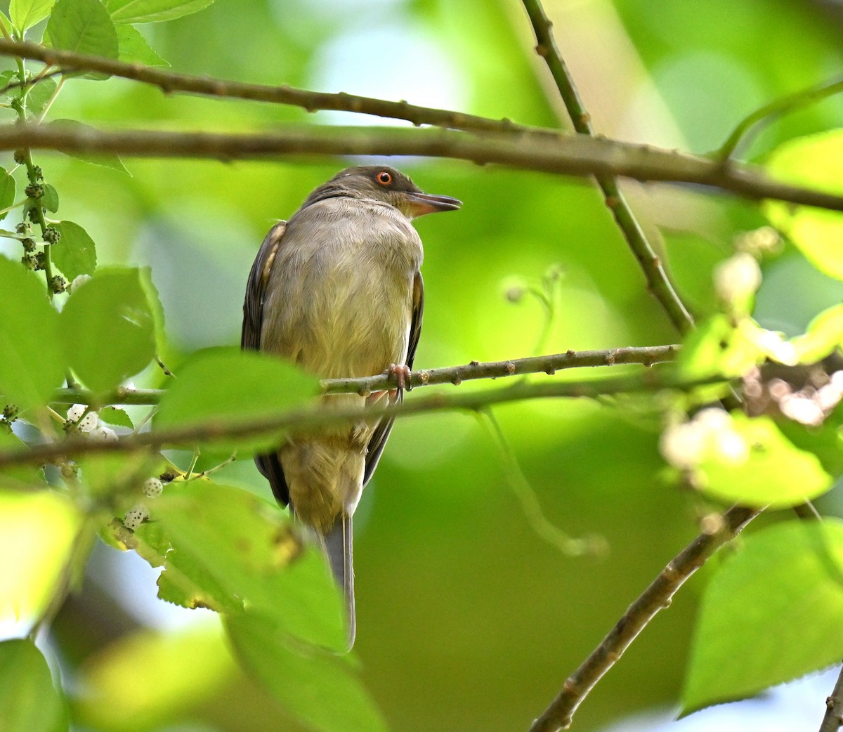Red-eyed Bulbul - ML643133764